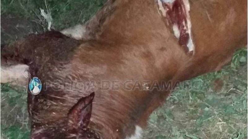 Aprehenden a dos santiagueños por el delito de abigeato