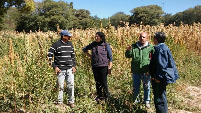 Técnicos egipcios interesados por el cultivo de quinua