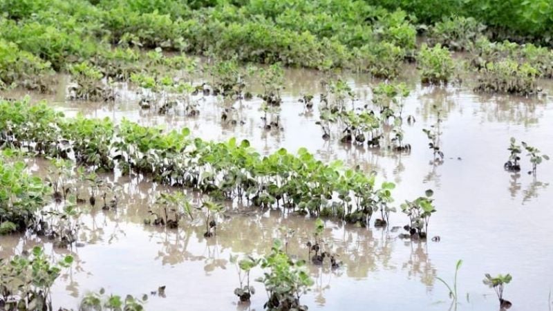Disminuyó la cosecha de soja y hay pérdidas por más de $5 millones en Entre Ríos