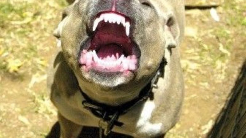 Un pitbull entró a un comercio y atacó al propietario