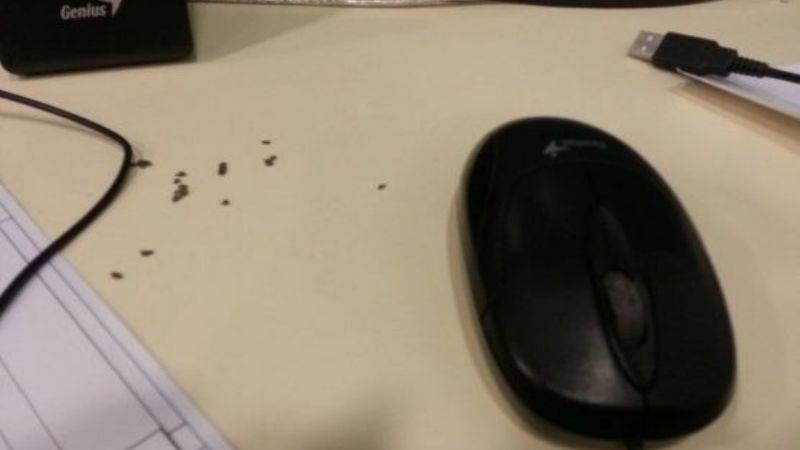 El edificio de Fiscalía, invadido por las ratas