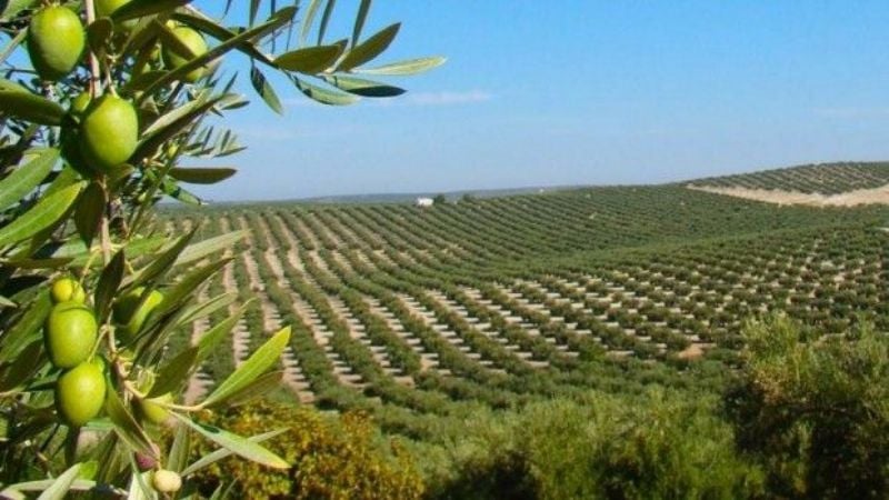 Piden tarifa eléctrica diferencial para empresas olivícolas de Catamarca y La Rioja