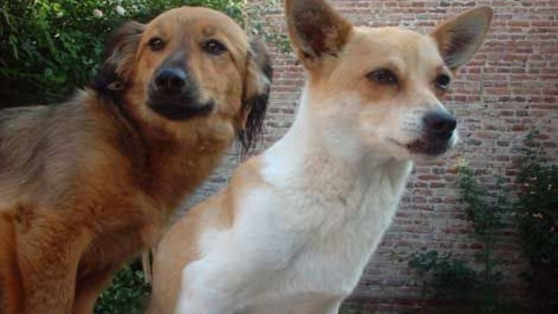 El EPC Norte promoverá la tenencia responsable de mascotas