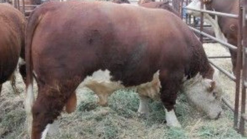 Los toros de Andalgalá