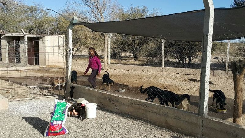 Mujeres trabajan silenciosamente con los animales abandonados