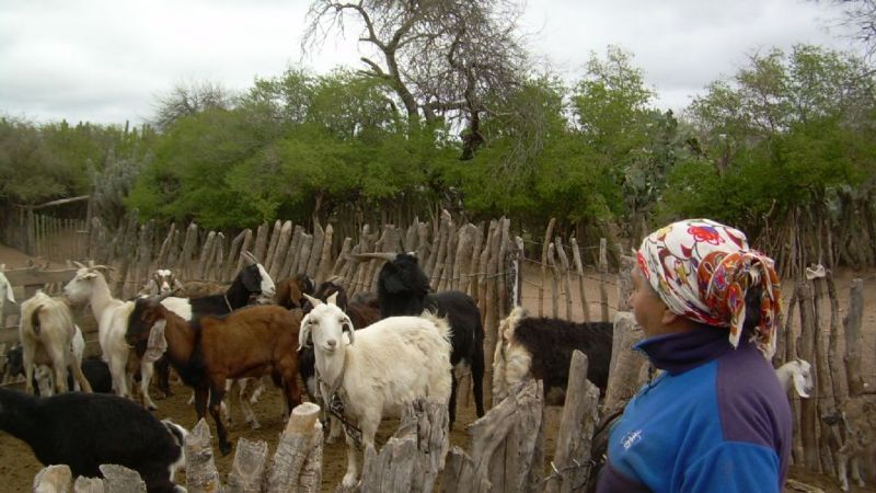 Jornadas-taller de actualización sobre producción caprina