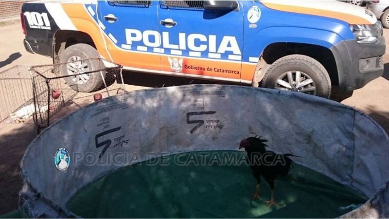 Joven aprehendido por violencia animal en Valle Viejo
