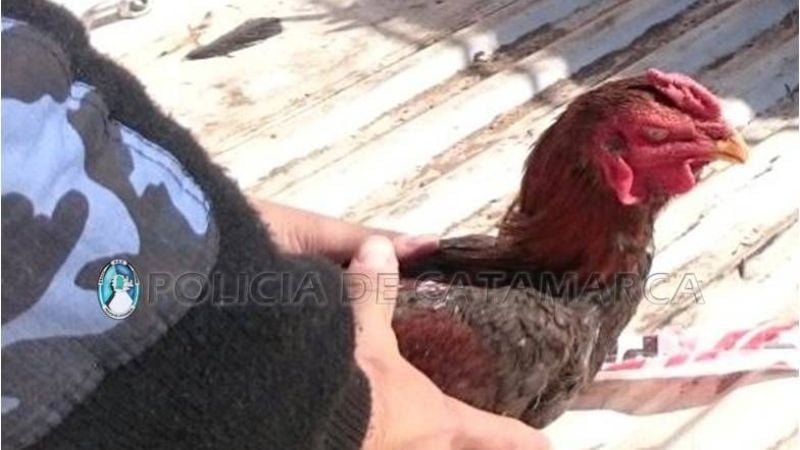 Joven aprehendido por violencia animal en Valle Viejo