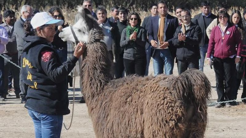 "En el tema de camélidos está nuestro futuro", dijo Lucía