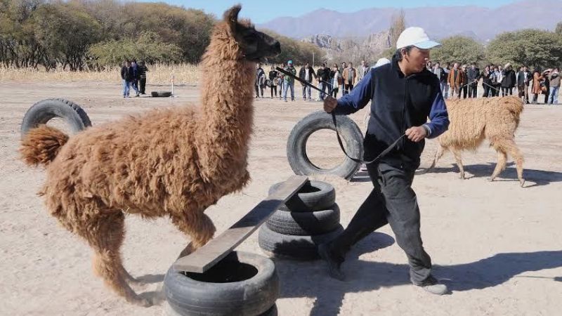 "En el tema de camélidos está nuestro futuro", dijo Lucía
