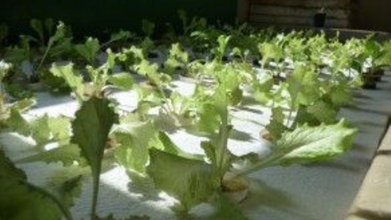 Sistema de hidropónico para cultivar