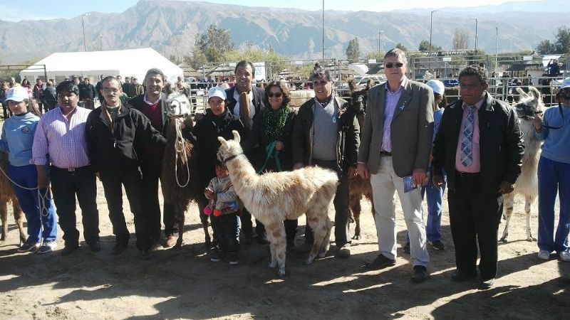 Fuerte apuesta de la provincia para el Plan de Desarrollo de Camélidos