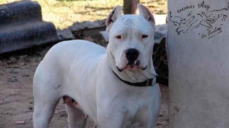 Un bebé de un año murió tras ser atacado por un dogo