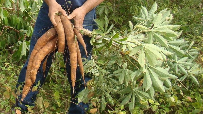 La mandioca, el alimento del futuro