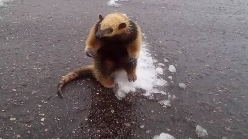 El oso volvió a la montaña