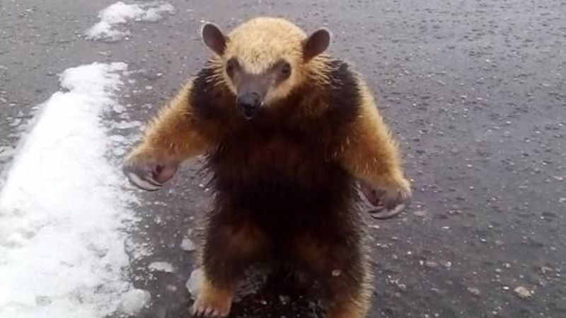 Rescatan, entre la nieve, un oso melero en El Portezuelo