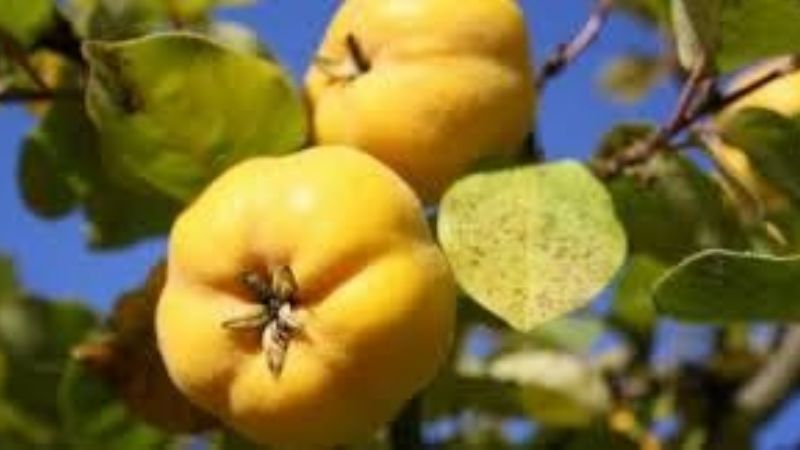 El dulce de membrillo andalgalense