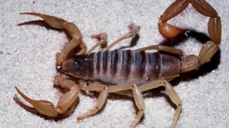 Quejas vecinales por los alacranes