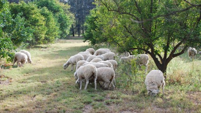 Curso de actualización en producción ovina de carne