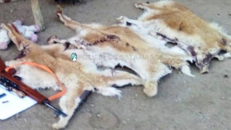 Aprehenden a un cazador furtivo en Belén