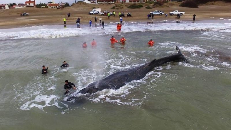 Ballena encalló en Mar del Tuyú