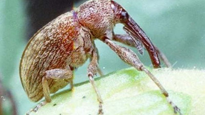 Trampa desarrollada por el INTA captura el 70% de los picudos algodoneros