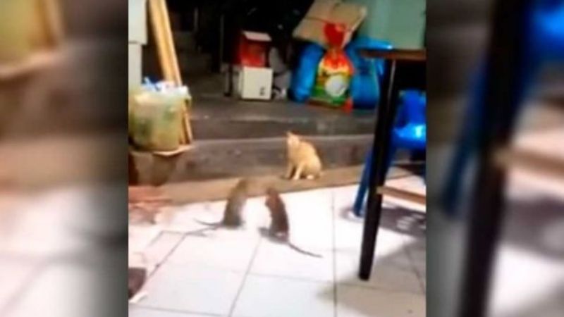 Espectador de lujo en pelea de ratas