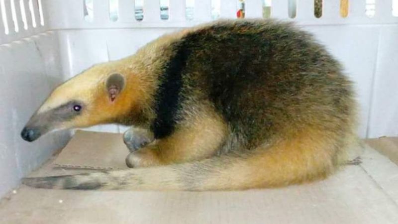 Tras la captura del oso melero, recomiendan dar aviso a las autoridades