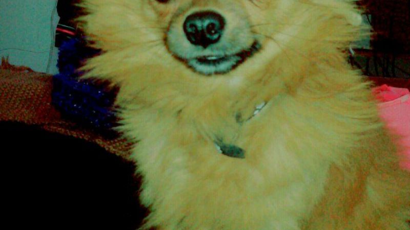 Buscan y ofrecen recompensa por Chirola