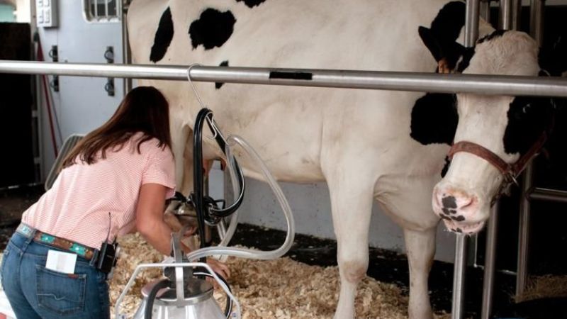Por la crisis de la lechería la raza Holando no compite en la Rural