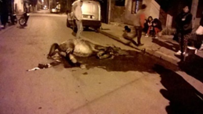 El problema de los animales sueltos