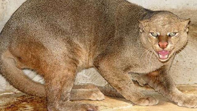 Encontraron un puma en la escuela