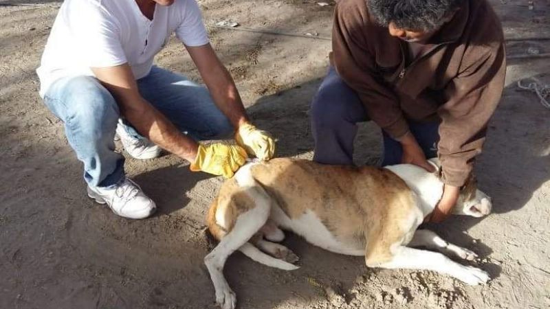 Campaña antirrábica en San José