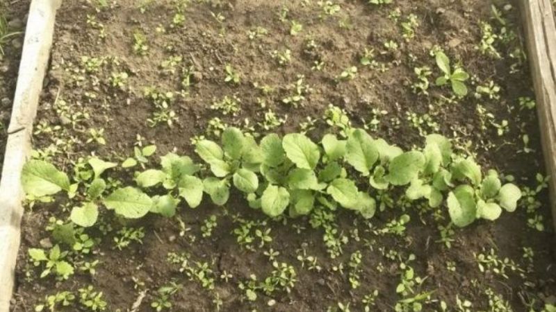 Estudiantes logran usar cenizas volcánicas en cultivos y fueron finalistas de Google Ciencia