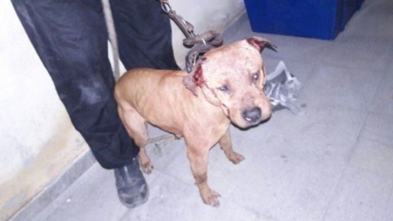 Catamarca avanza contra del maltrato animal