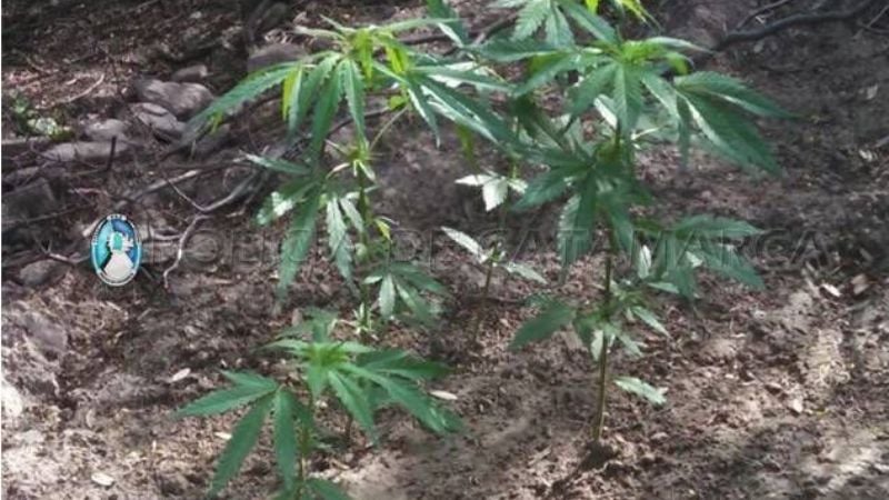 Secuestran plantas de marihuana en Fray Mamerto Esquiú