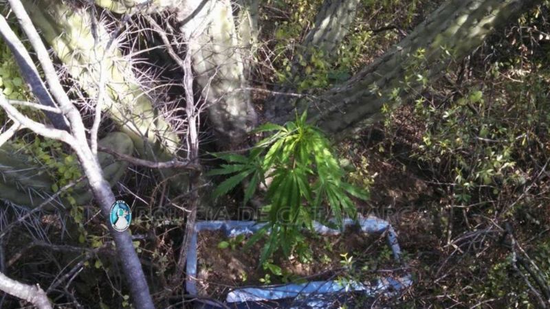 Secuestran plantas de marihuana en Fray Mamerto Esquiú
