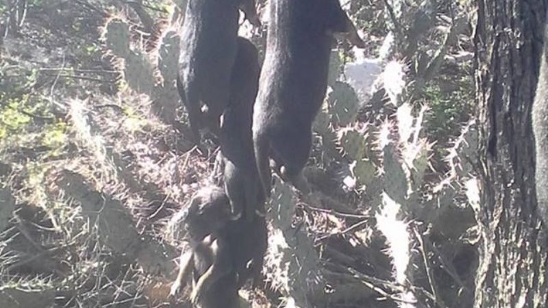 Horror: Denuncian cruel matanza de perros en Andalgalá