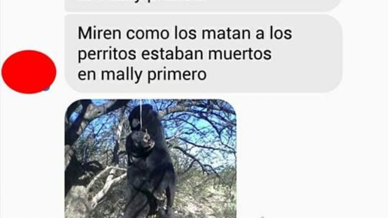 Horror: Denuncian cruel matanza de perros en Andalgalá
