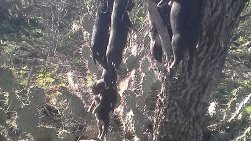 Horror: Denuncian cruel matanza de perros en Andalgalá