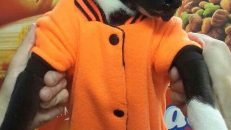 Buscan a un perrito en tratamiento