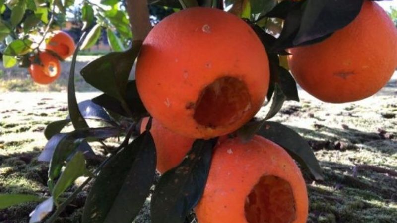 Preocupación por la supuesta aparición de una especie “chupa naranjas”