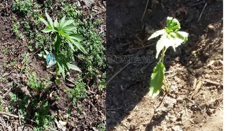Secuestran plantas de marihuana en una casa de El Rodeo