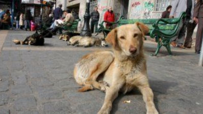 15 de Agosto: Día Internacional del Animal Sin Hogar