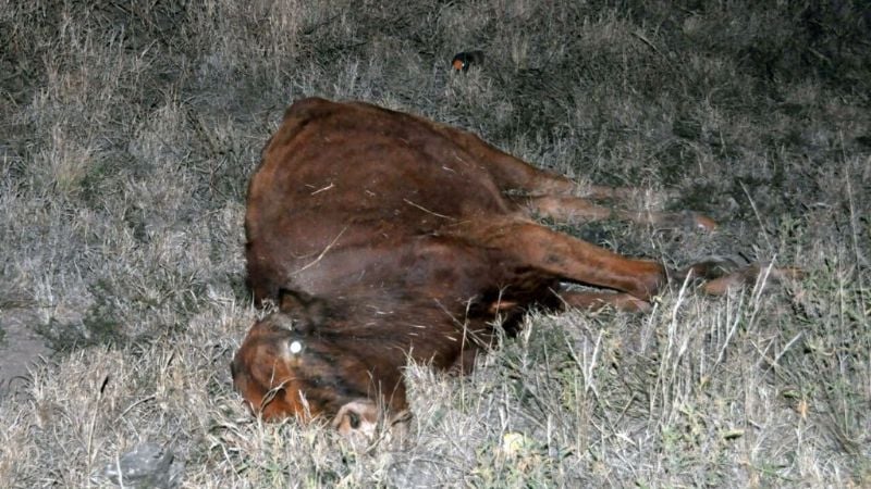 Una familia tucumana chocó contra un vacuno en Paclín