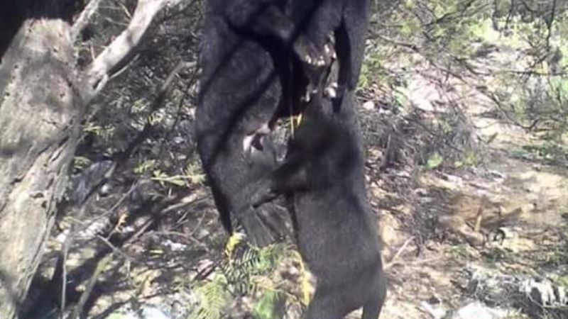 Aparecen perros muertos en Andalgalá