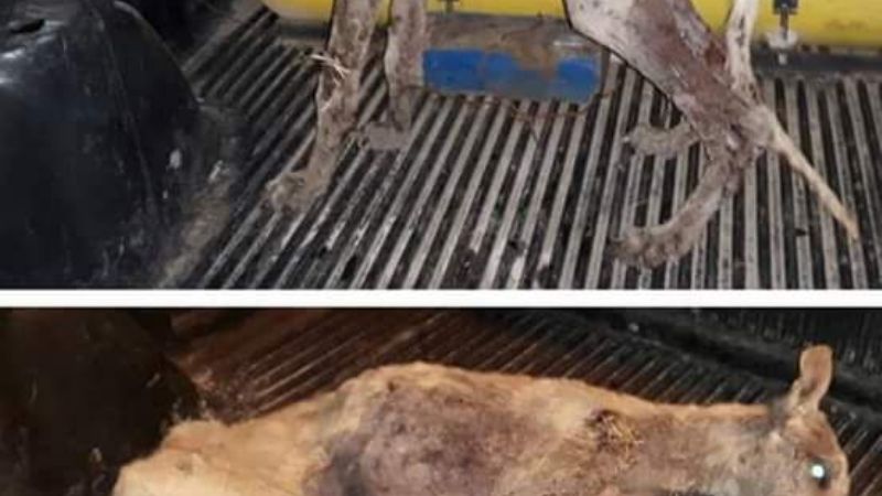 Aparecen perros muertos en Andalgalá