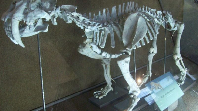 Afirman que Norteamérica y Sudamérica se unieron hace 2,8 millones de años