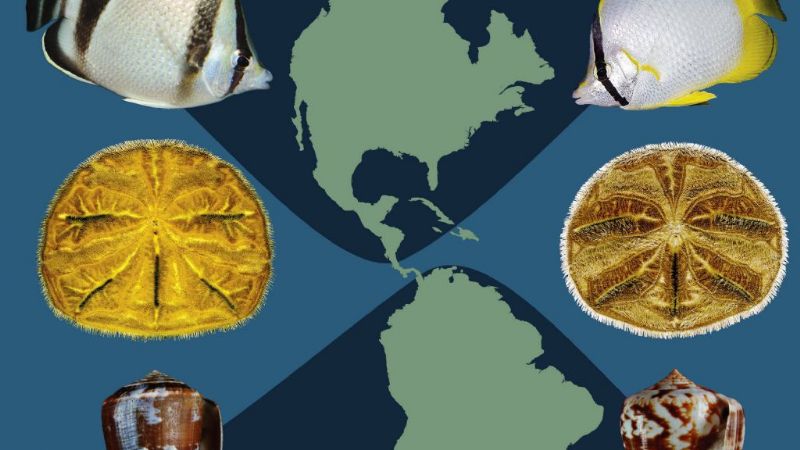 Afirman que Norteamérica y Sudamérica se unieron hace 2,8 millones de años