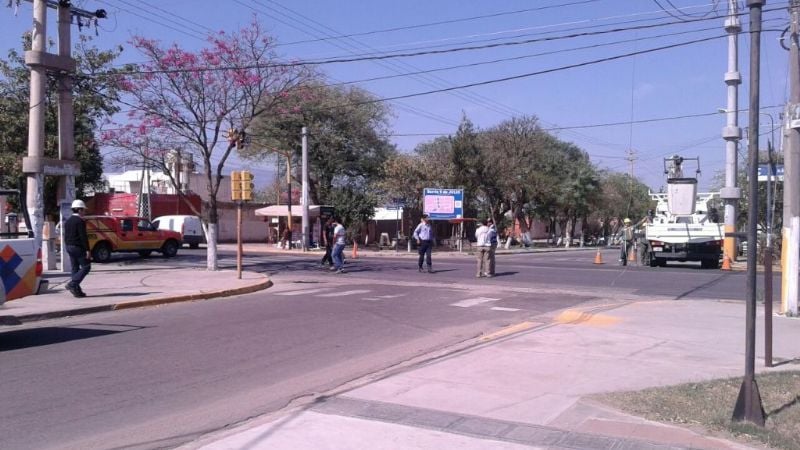 Se desprendió rama de importante tamaño de un eucalipto